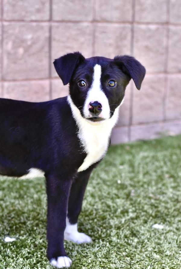 Enlarge Kratos, a Adoptable mixed breed in Canton, GA image 6/6