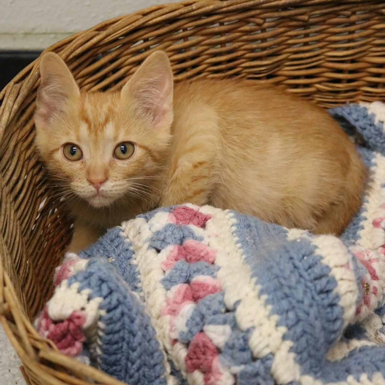 Caramel, an adoptable Domestic Short Hair in La Grande, OR, 97850 | Photo Image 1