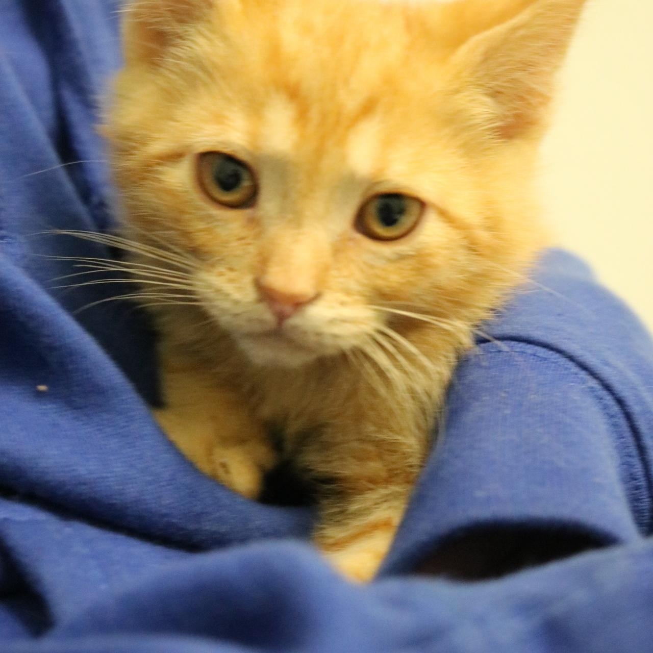 Caramel, a Adoptable mixed breed in La Grande, OR image 2/3