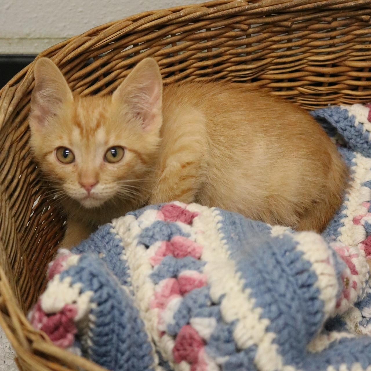 Caramel, a Adoptable mixed breed in La Grande, OR image 3/3