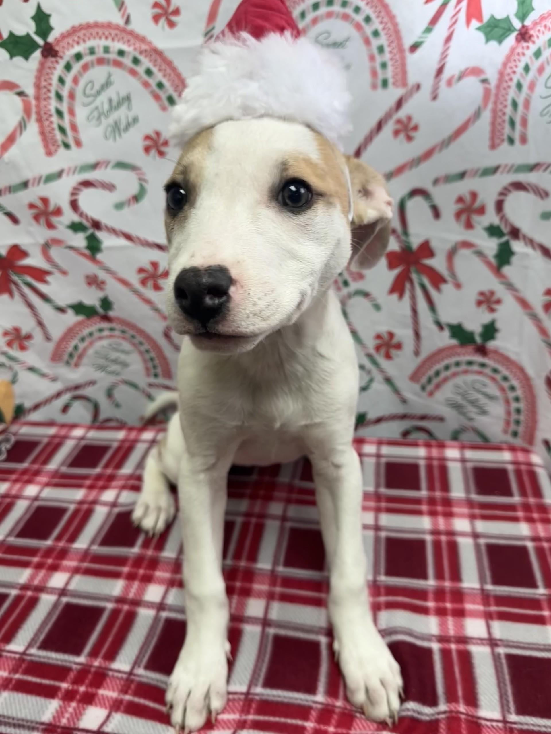 Enlarge 59902544, a ADOPTABLE Pit Bull Terrier in Elko, NV image 1/1