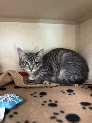 Hiccup, Adoptable, Young Female Domestic Short Hair & Domestic Short Hair.