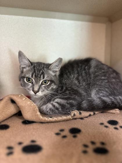 Enlarge Hiccup, a Adoptable mixed breed in King William, VA image 2/2