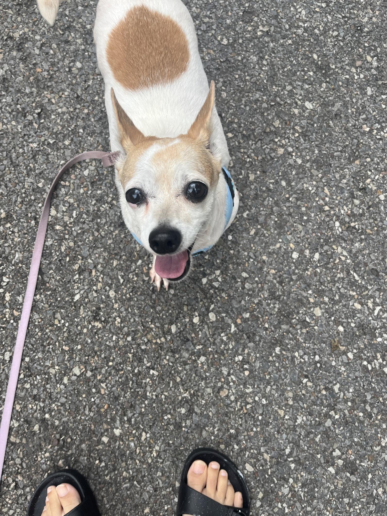 Dot, Adoptable, Senior Female Chihuahua.