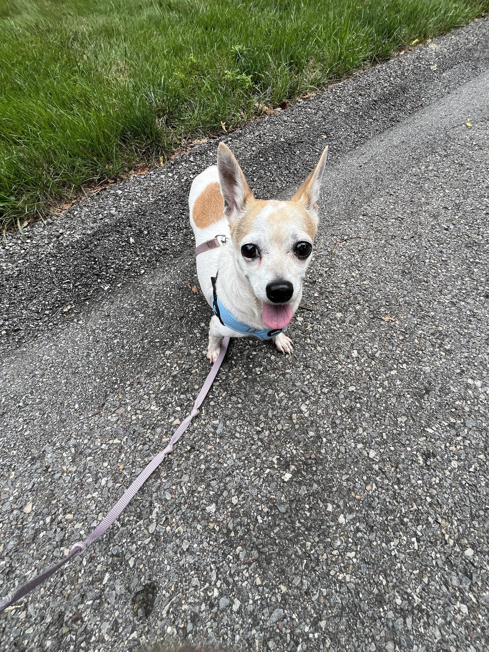 Enlarge Dot, a Adoptable Chihuahua in PITTSBURGH, PA image 3/3