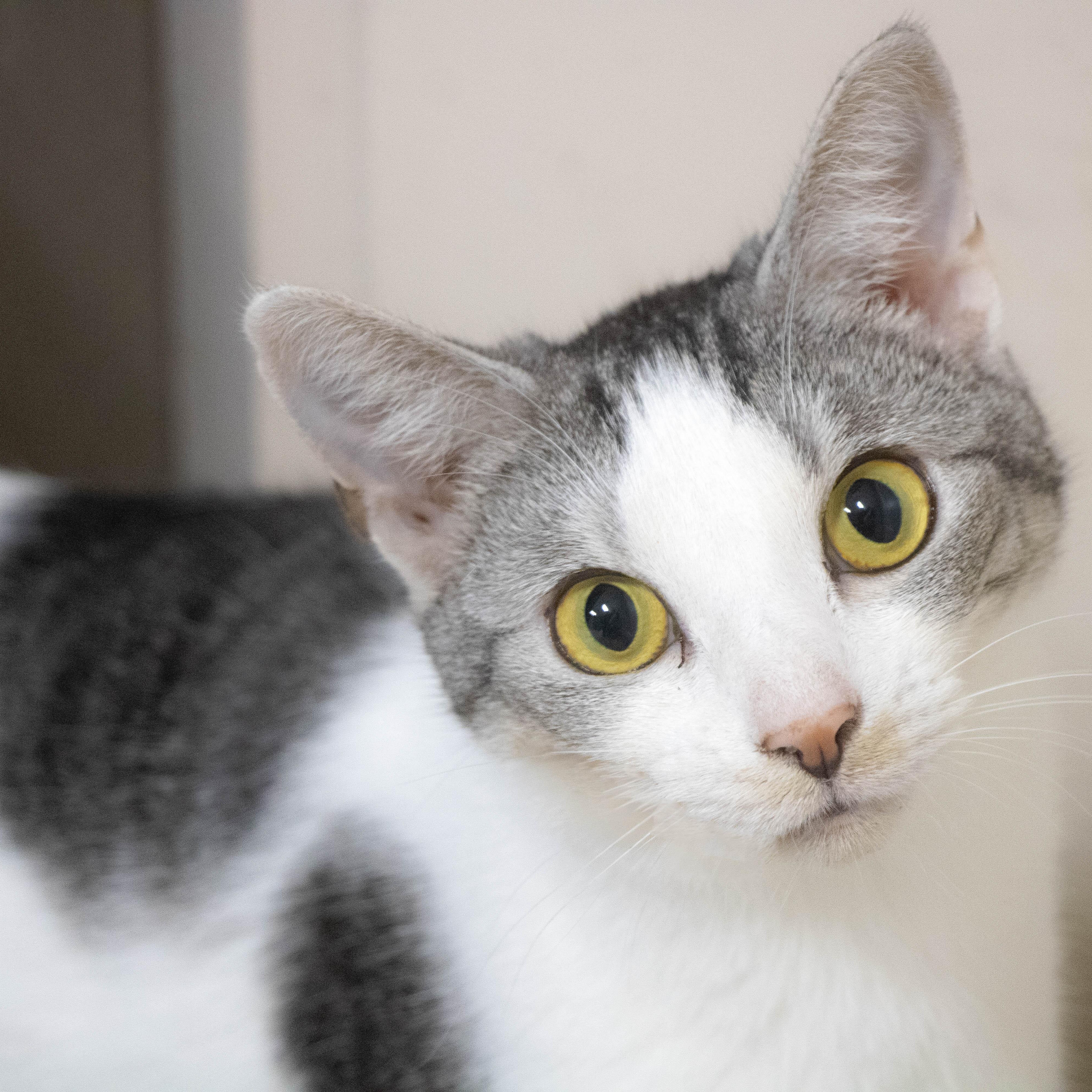Enlarge Mochi, a Adoptable Domestic Short Hair in Wilmington, OH image 1/1