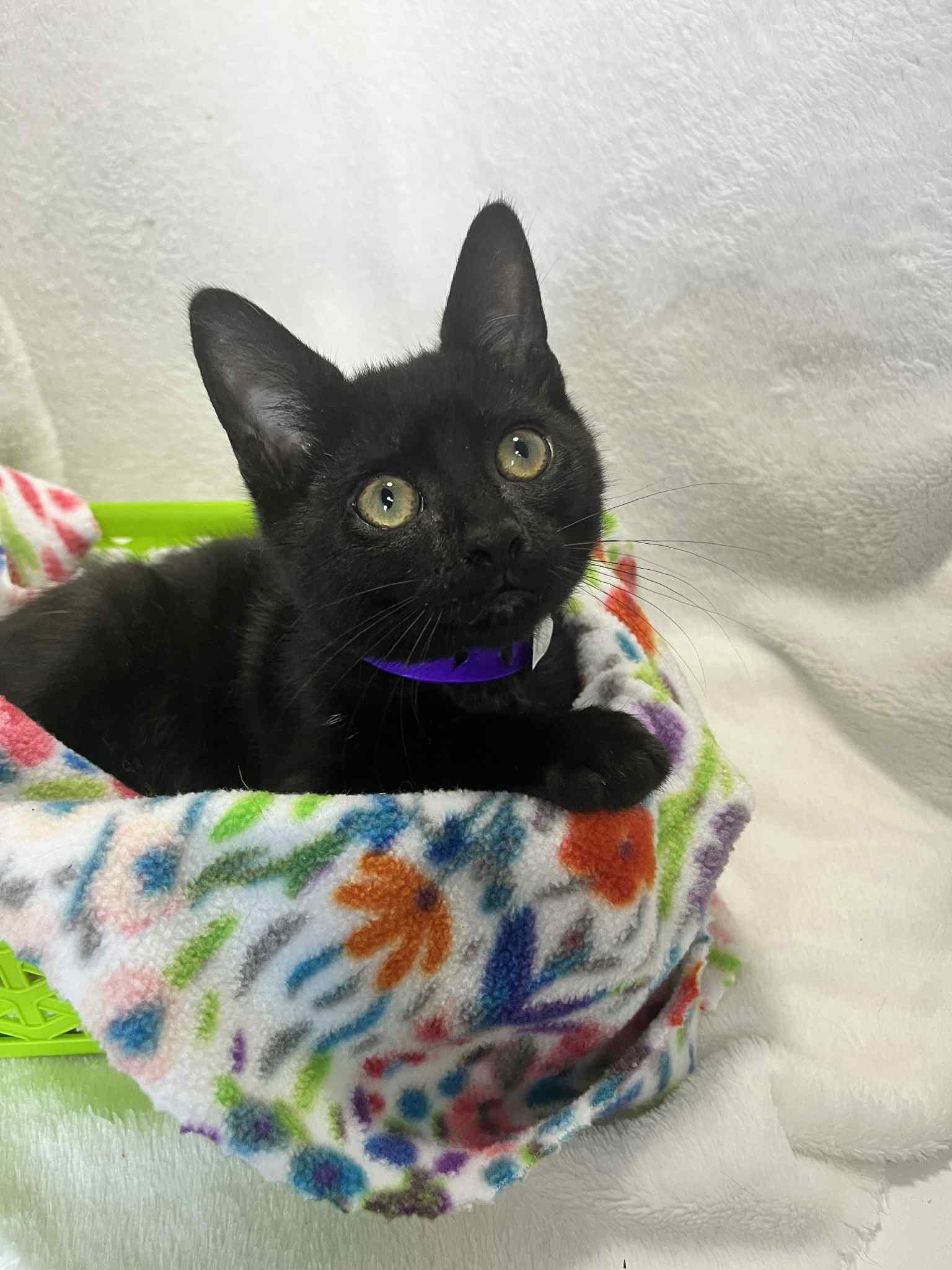 Dahlia, Adoptable, Kitten Female Domestic Short Hair.