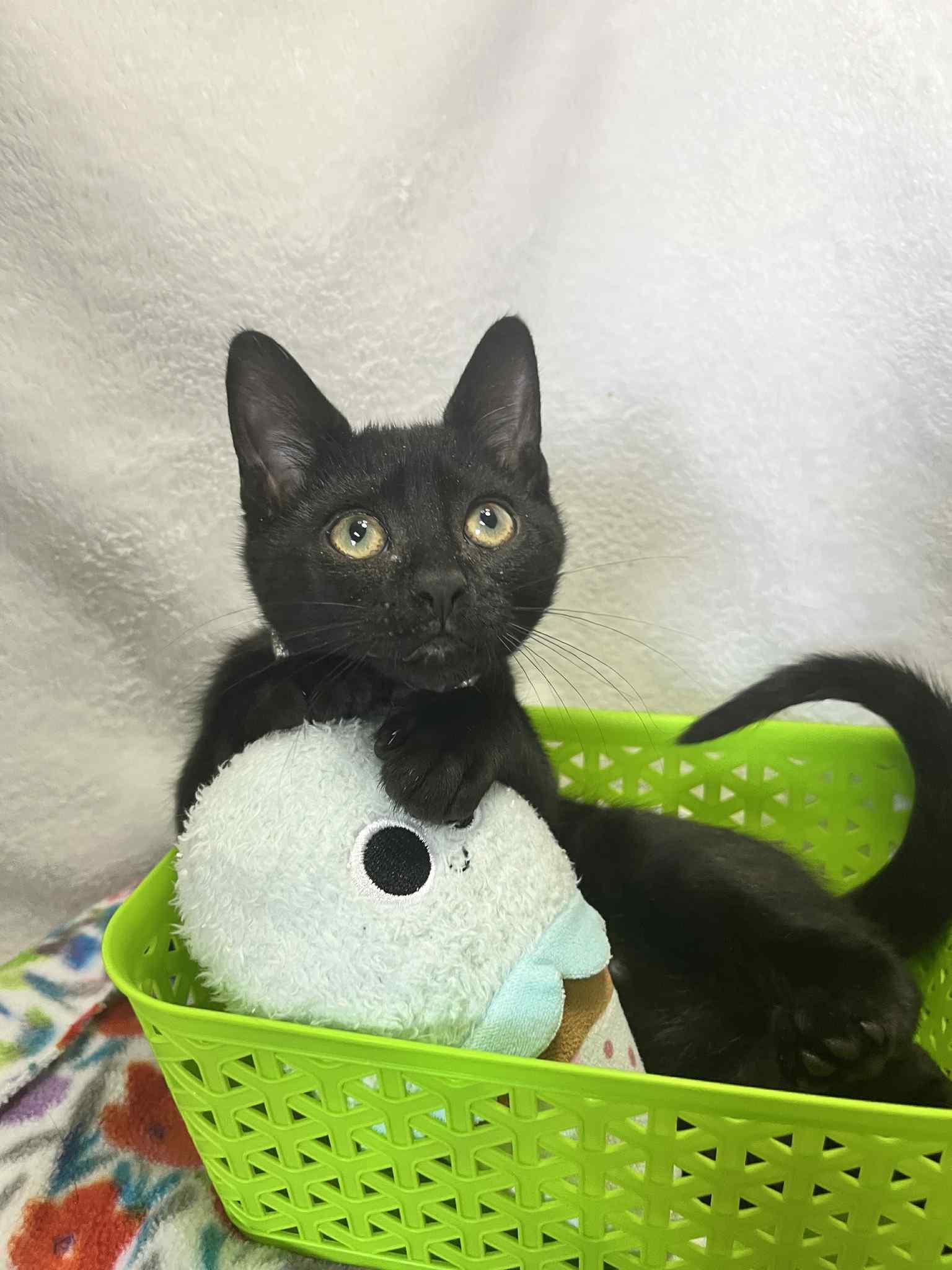 Dahlia, a Adoptable Domestic Short Hair in Tavares, FL image 2/2