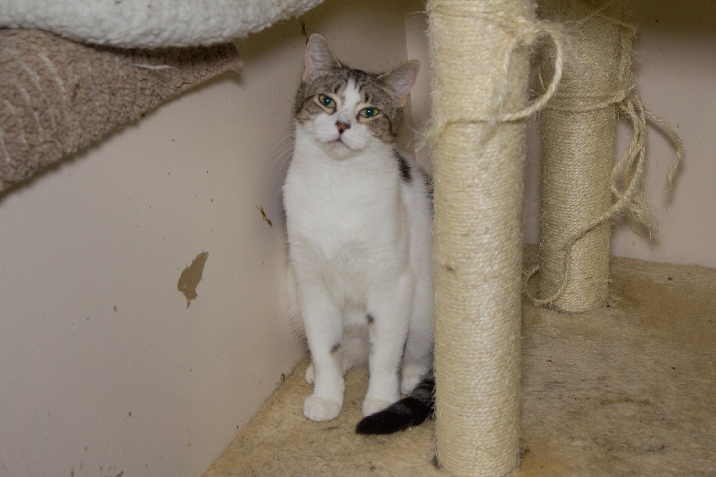 Enlarge Timothy, a Adoptable Domestic Short Hair in Chicago, IL image 1/1