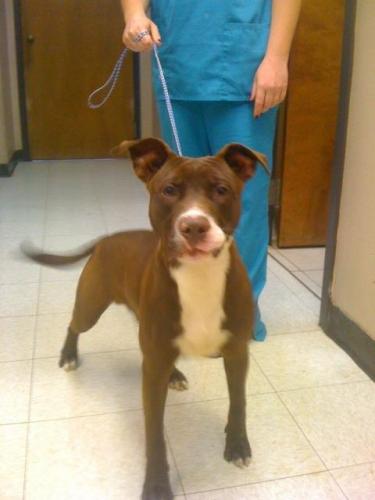 King, a Adoptable mixed breed in Baton Rouge, LA image 1/6