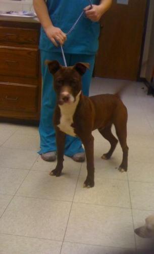 King, a Adoptable mixed breed in Baton Rouge, LA image 2/6