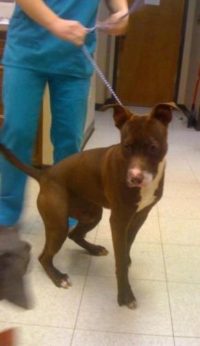 King, a Adoptable mixed breed in Baton Rouge, LA image 3/6