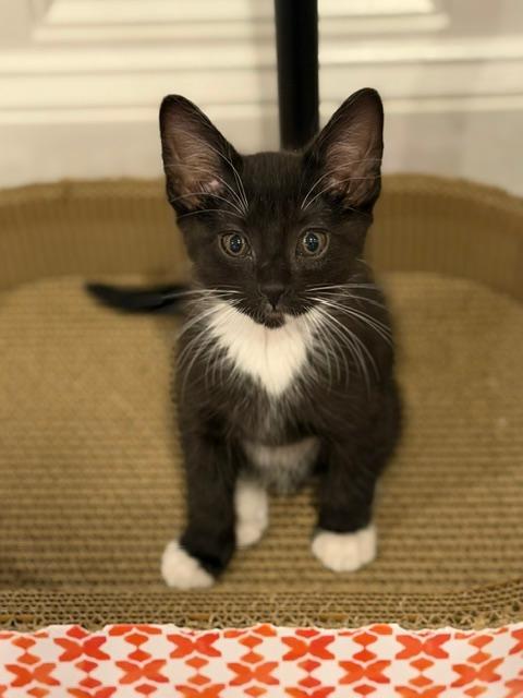 Adam, adopted, Kitten Male Domestic Short Hair.