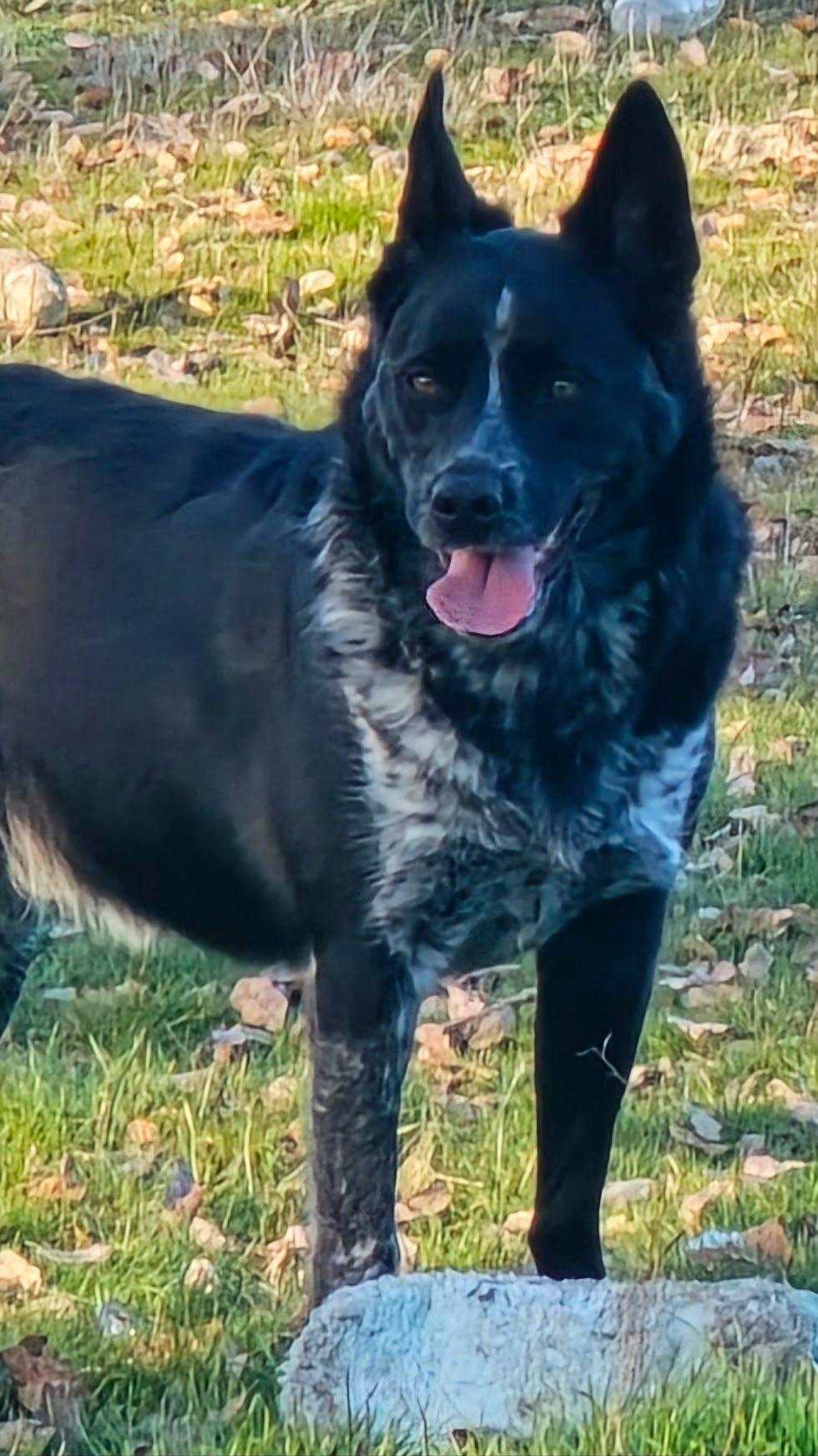 Enlarge Mookie, a ADOPTABLE mixed breed in Coarsegold, CA image 3/3
