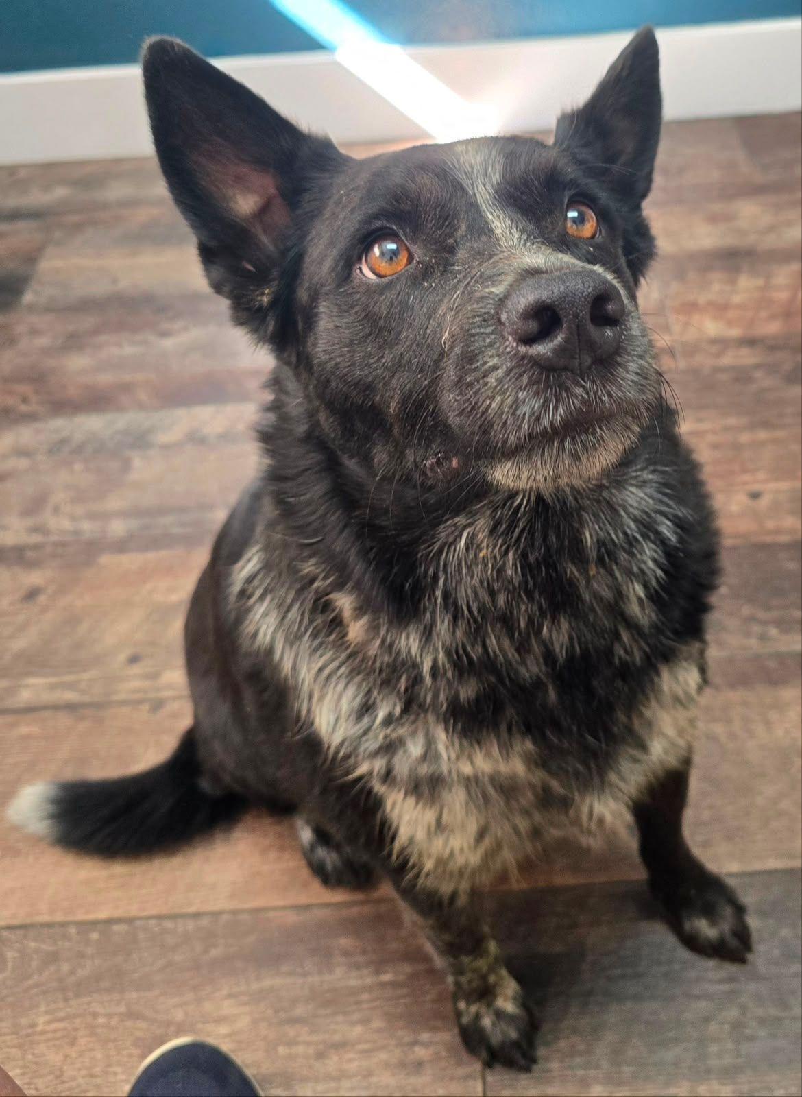 Mookie, ADOPTABLE, Young Male Cattle Dog.