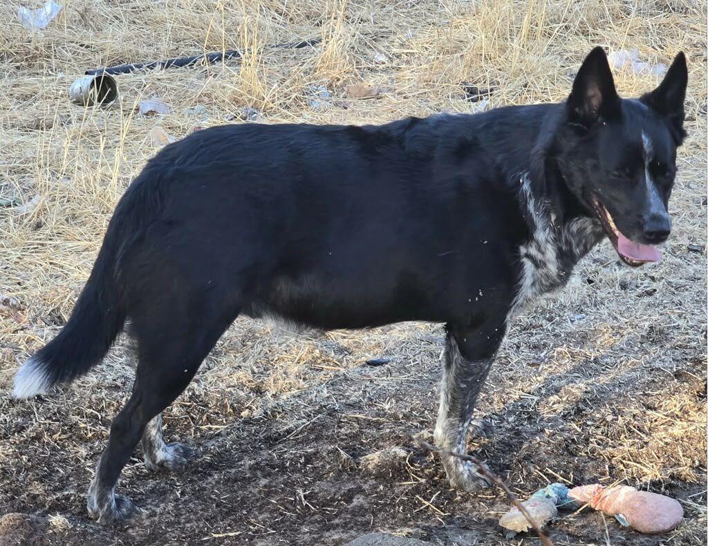 Enlarge Mookie, a ADOPTABLE mixed breed in Coarsegold, CA image 2/3