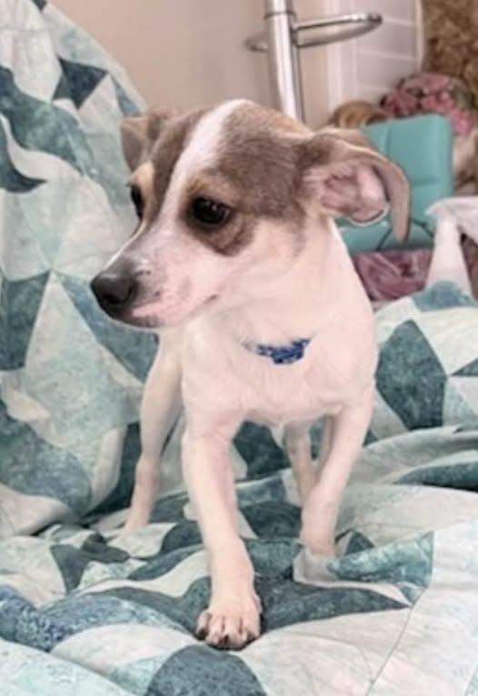 Enlarge Rico, a ADOPTABLE mixed breed in Las Vegas, NV image 2/3