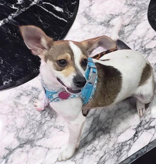 Rico, Adoptable, Young Male Rat Terrier.