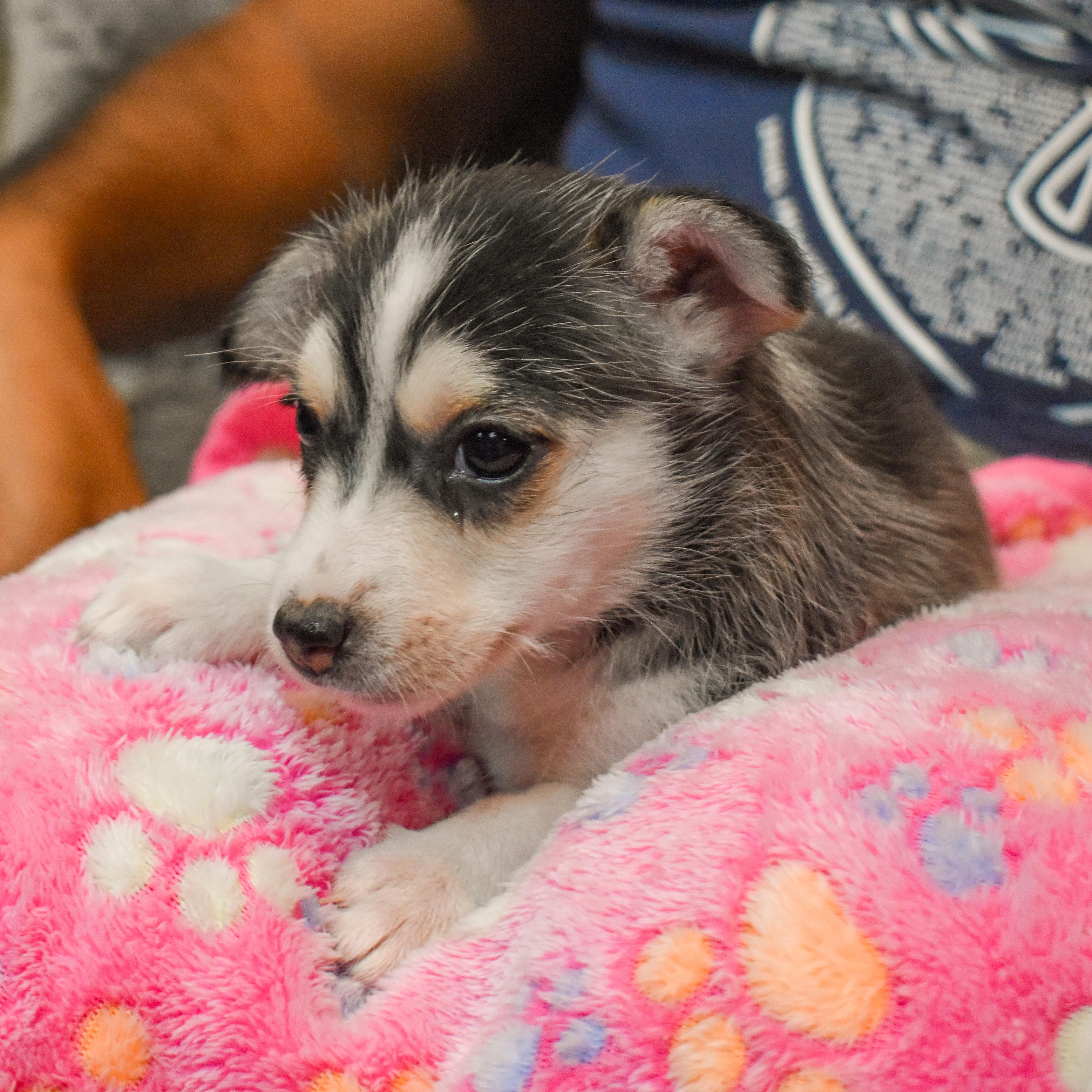 Bonnie — thumbnail 4