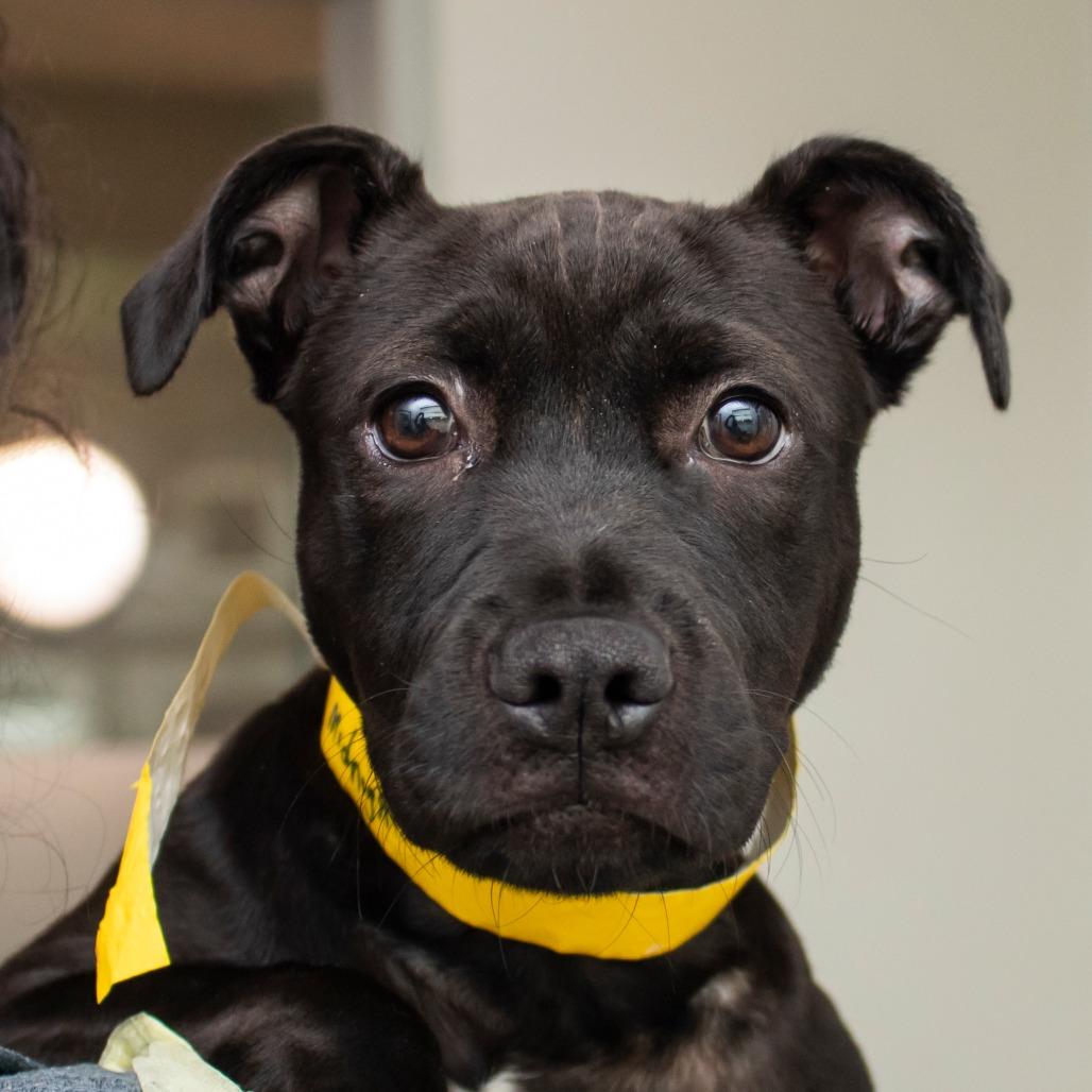 Midnight, Adoptable, Puppy Male Mixed Breed.
