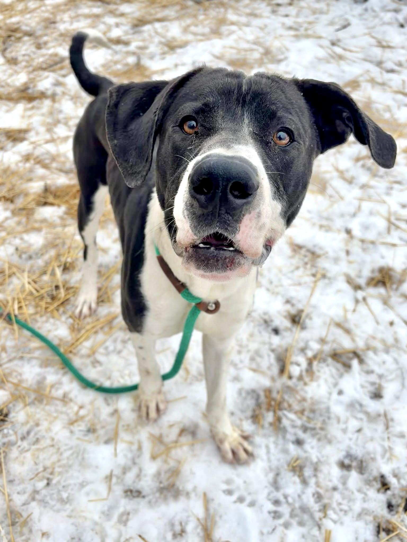 Bobcat — thumbnail 2