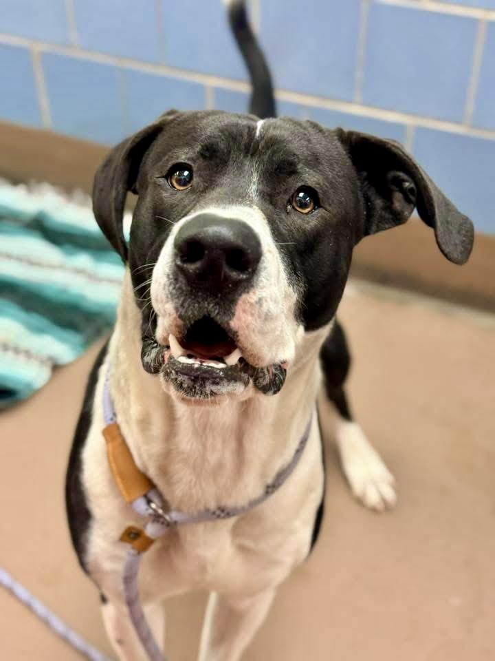 Bobcat — thumbnail 3