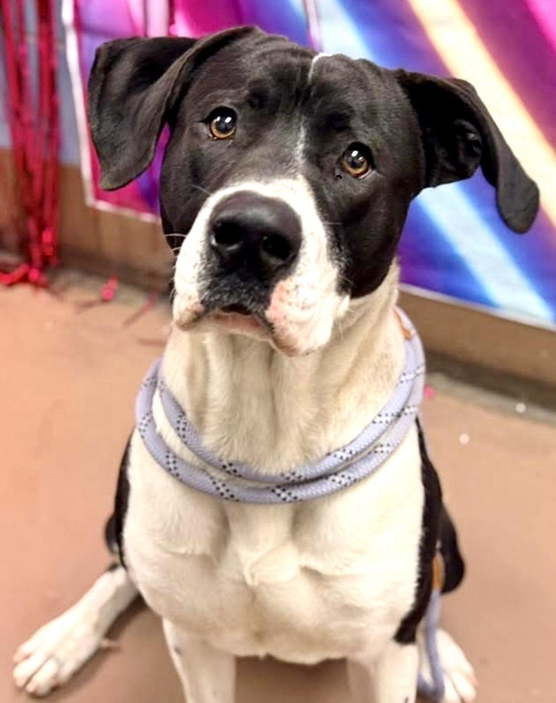 Bobcat — thumbnail 4