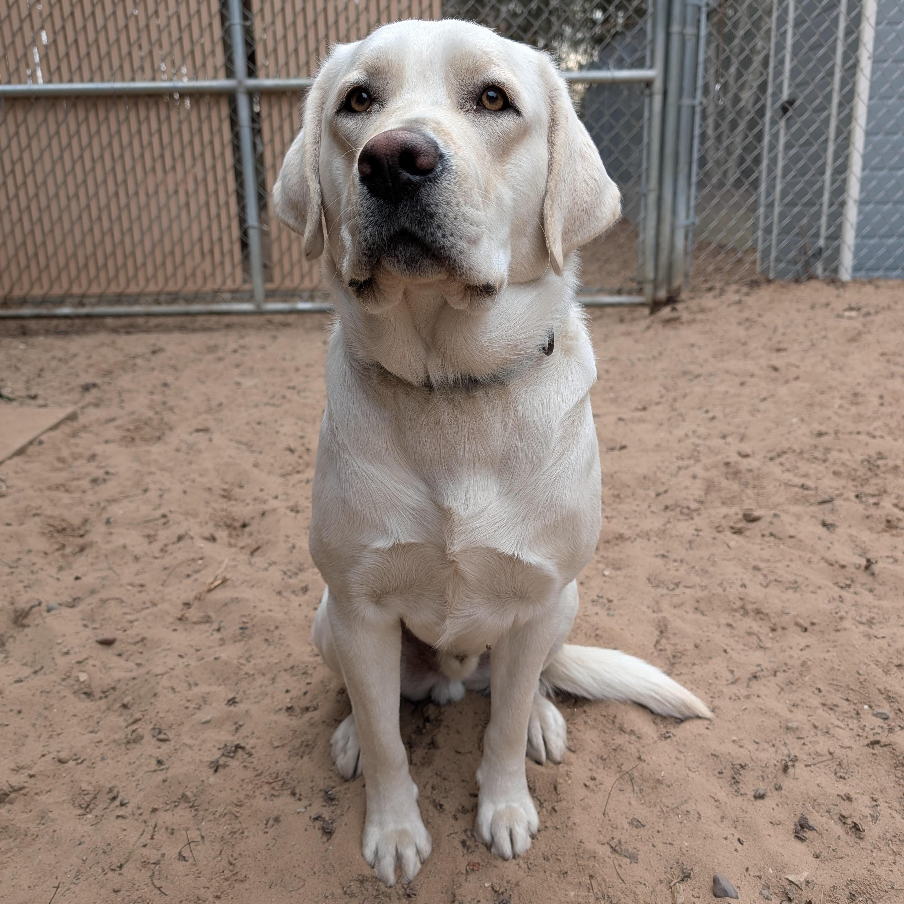 Enlarge Tucker, an adopted Labrador Retriever in Manistique, MI image 2/2