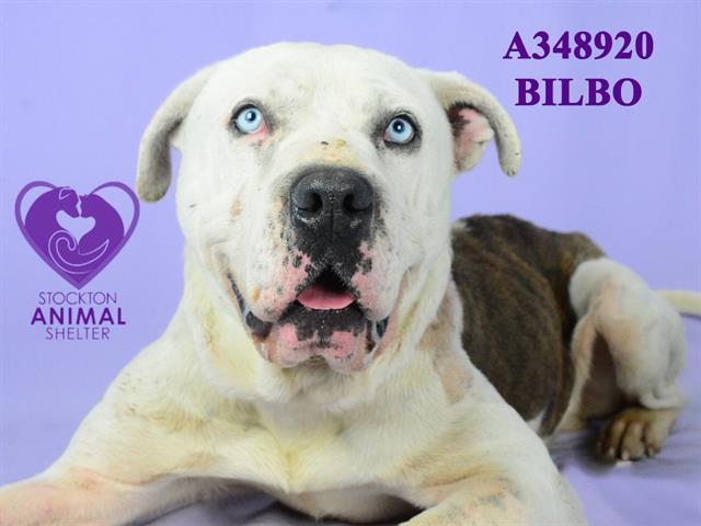 Enlarge BILBO, a Adoptable Pit Bull Terrier in Stockton, CA image 1/1