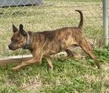 Enlarge Atlas, a ADOPTABLE Boston Terrier in Glasgow, KY image 2/2