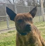 Enlarge Atlas, a ADOPTABLE Boston Terrier in Glasgow, KY image 1/2