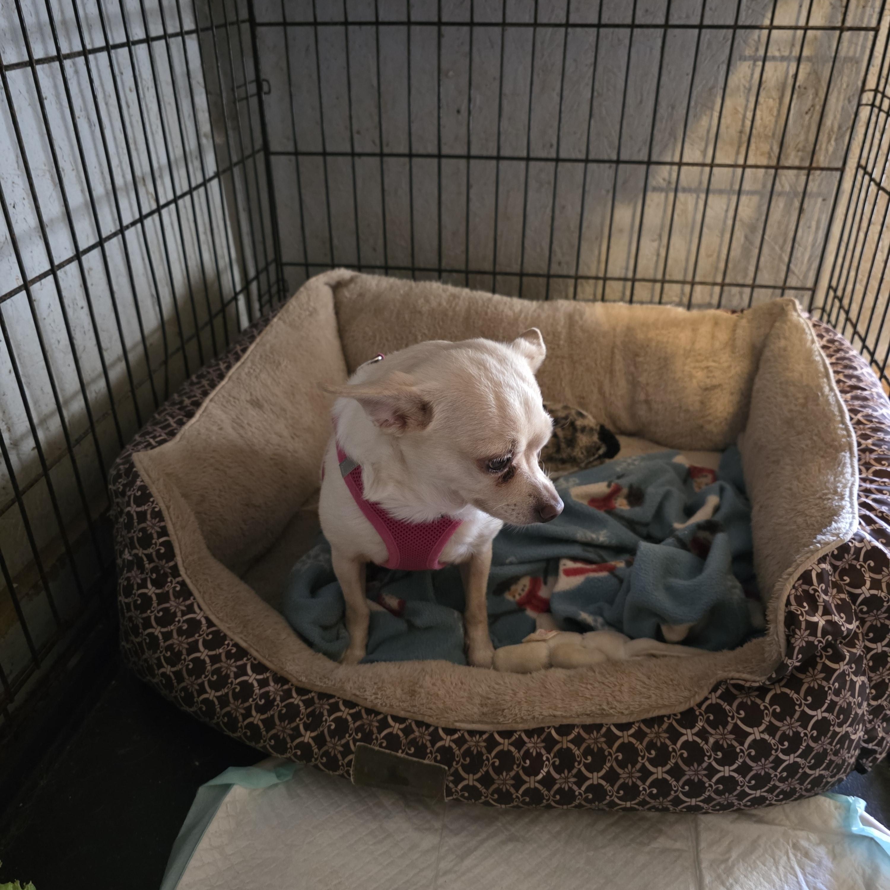 Enlarge Bitsy, a Adoptable Chihuahua in Wever, IA image 2/5