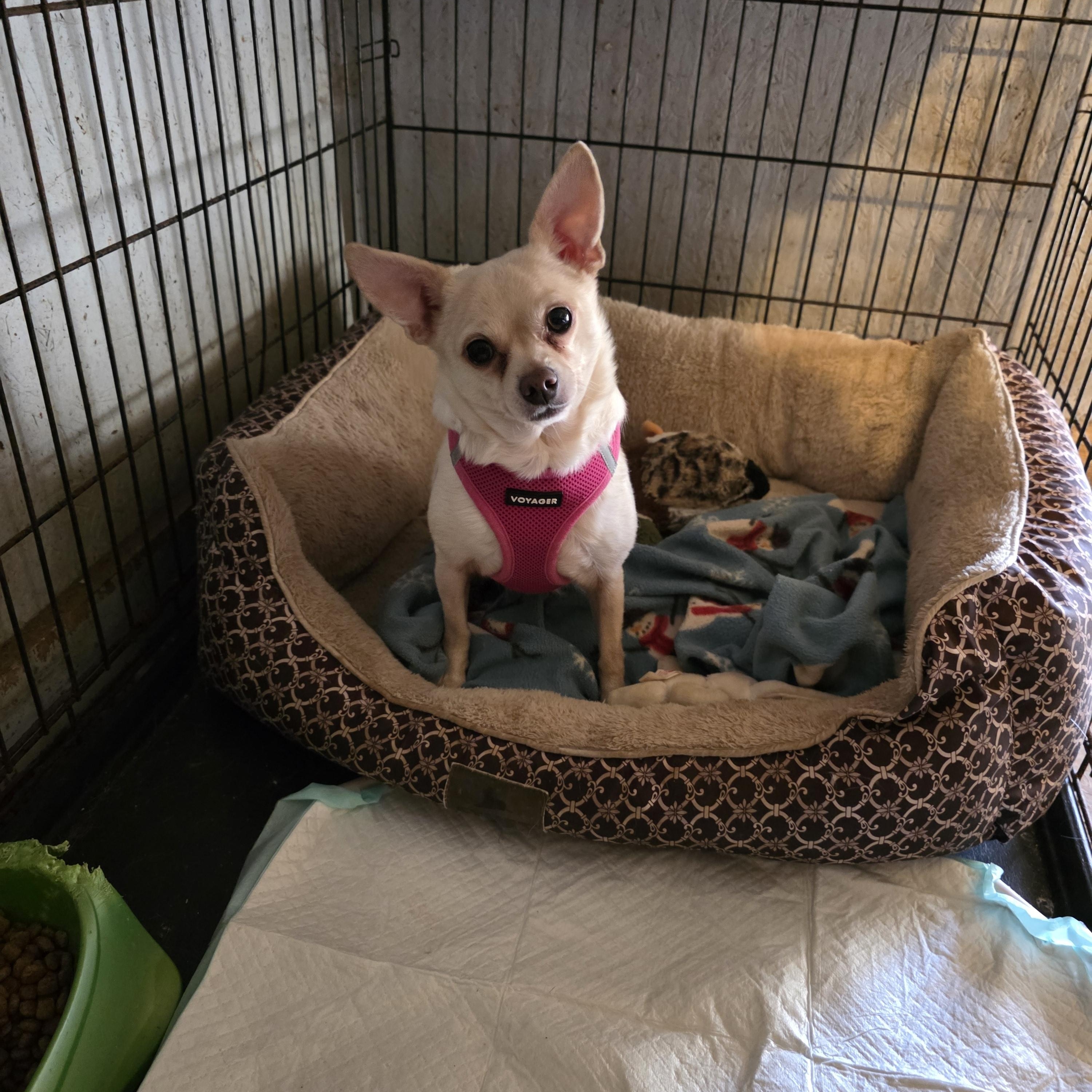 Bitsy, Adoptable, Adult Female Chihuahua.