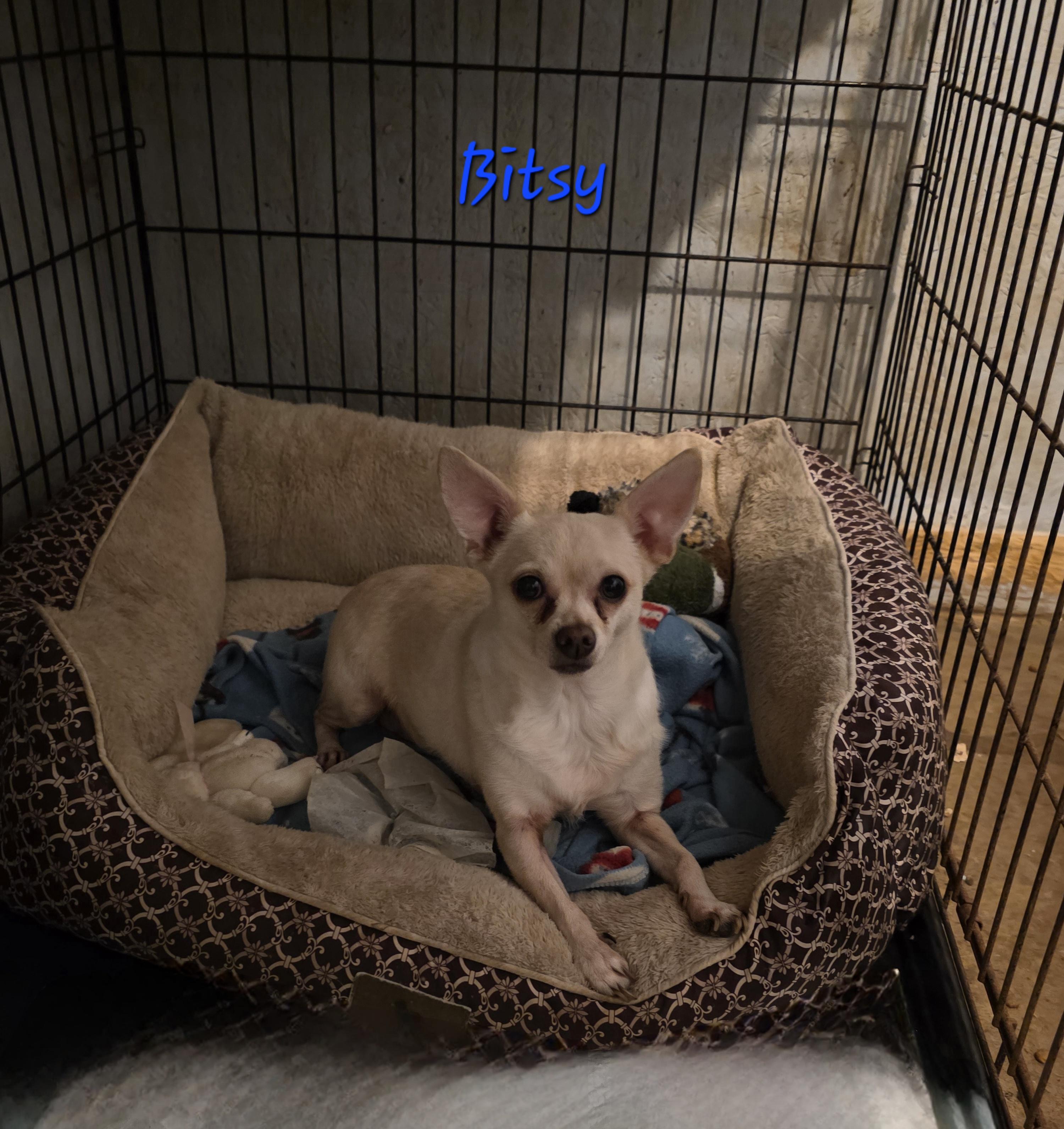 Enlarge Bitsy, a Adoptable Chihuahua in Wever, IA image 3/5