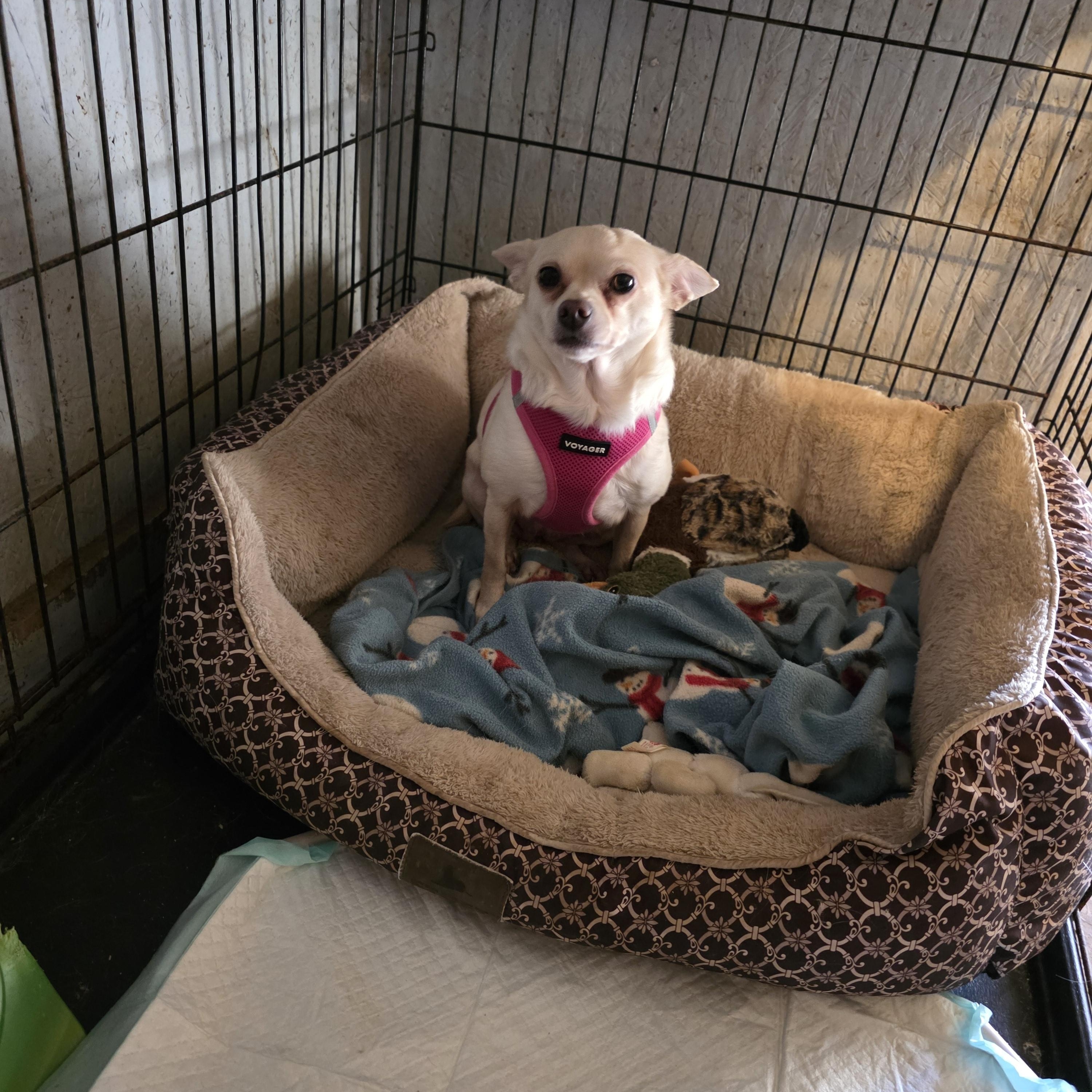Enlarge Bitsy, a Adoptable Chihuahua in Wever, IA image 5/5