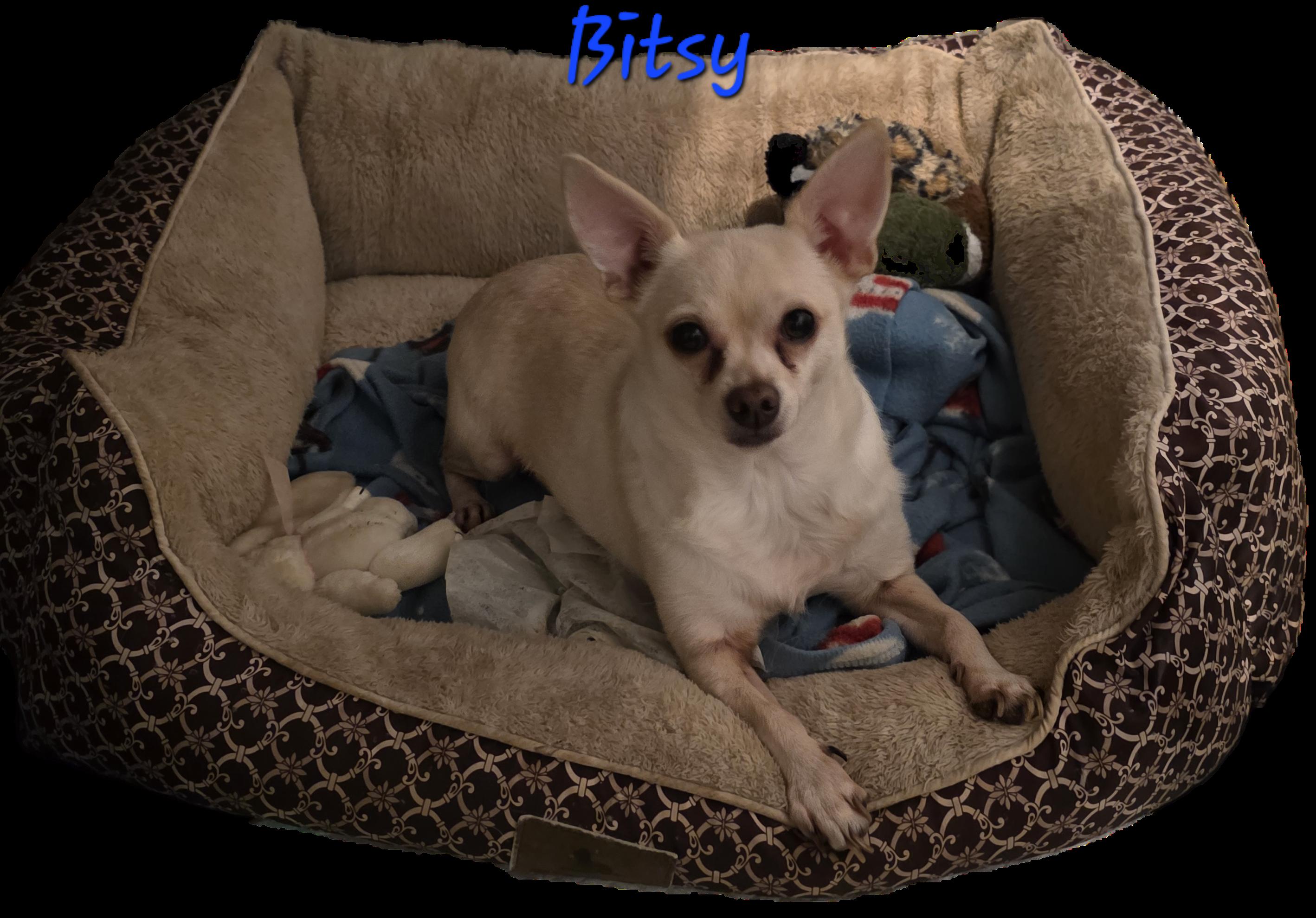Enlarge Bitsy, a Adoptable Chihuahua in Wever, IA image 4/5