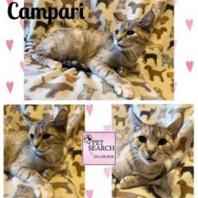 Campari, Adoptable, Adult Female Domestic Short Hair.