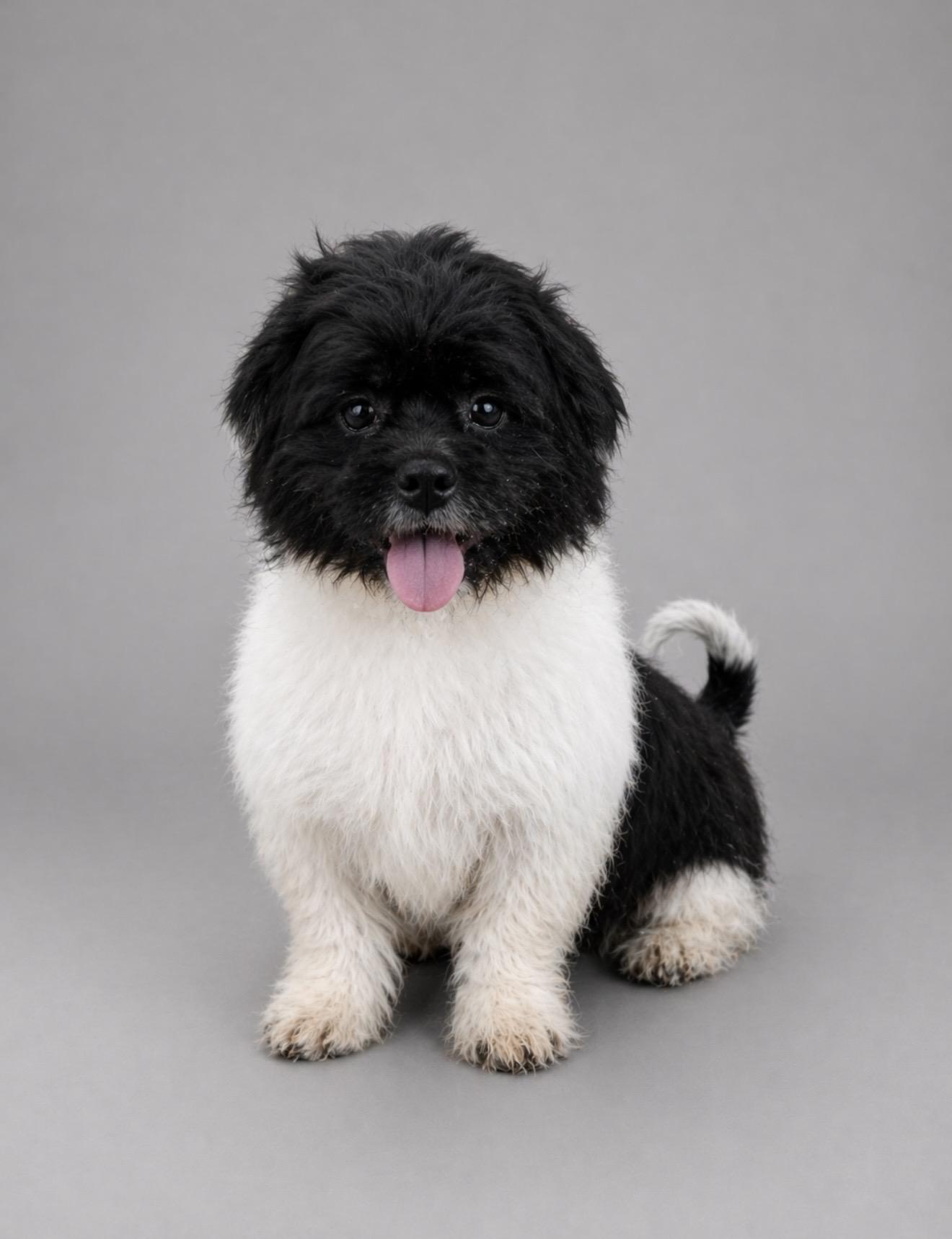 Oreo, adopted, Young Male Shih Tzu.