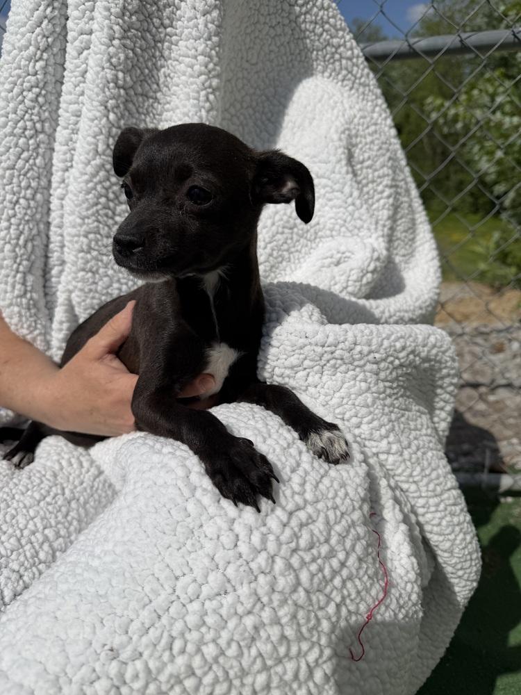 Lina, Adoptable, Puppy Female Chihuahua & Terrier.