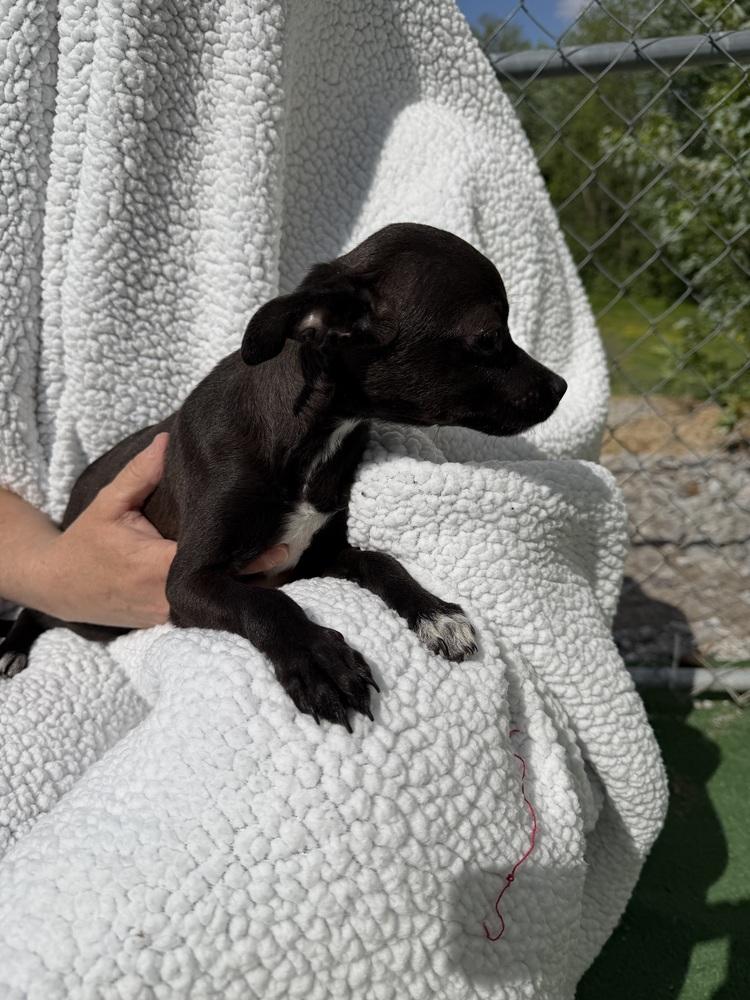 Enlarge Lina, a Adoptable mixed breed in Waterloo, IL image 2/3
