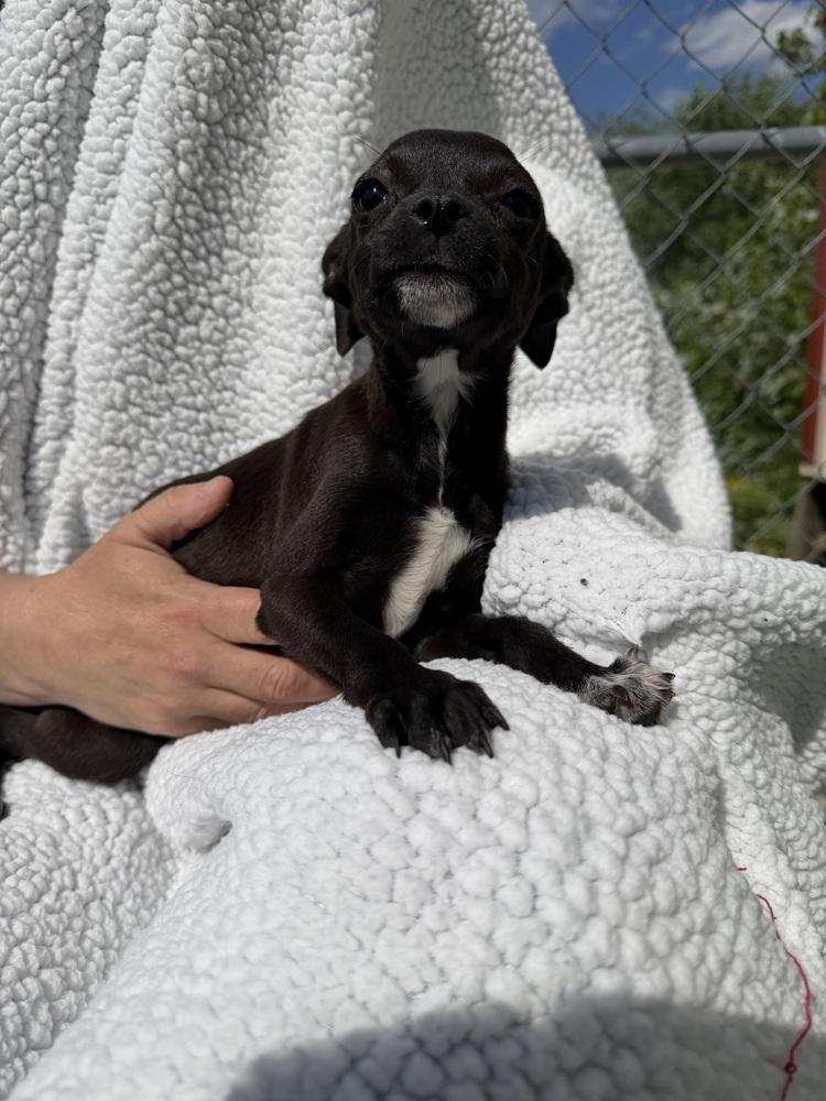 Enlarge Lina, a Adoptable mixed breed in Waterloo, IL image 3/3
