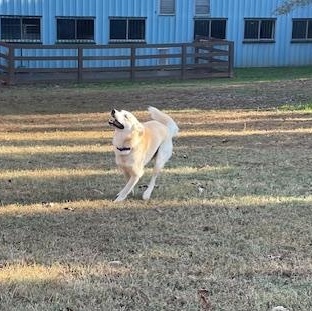 Orion, a Adoptable mixed breed in Cumming, GA image 4/4