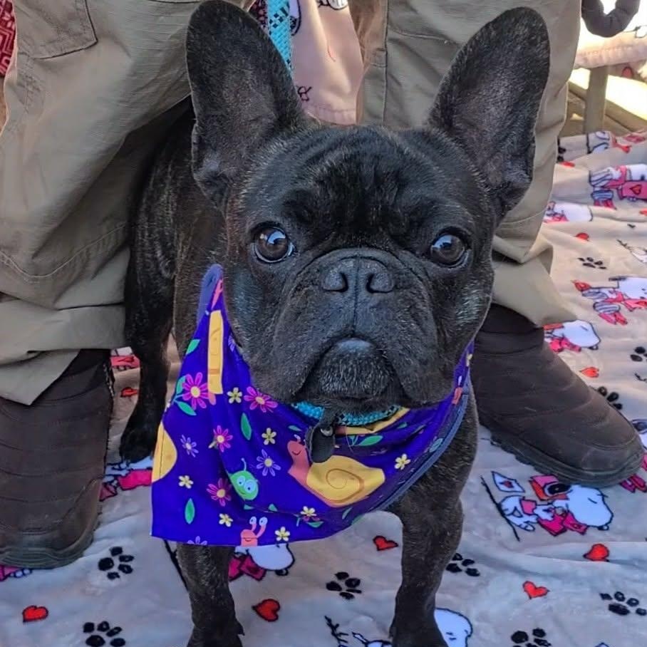 Arlo, ADOPTABLE, Adult Male French Bulldog.