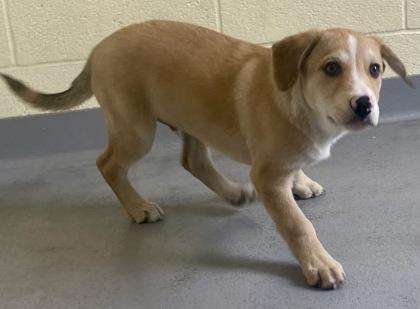 Lucas, a ADOPTABLE Shepherd in Glasgow, KY image 2/2