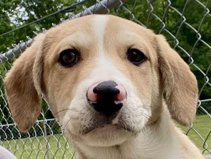 Lucas, ADOPTABLE, Young Male Shepherd.