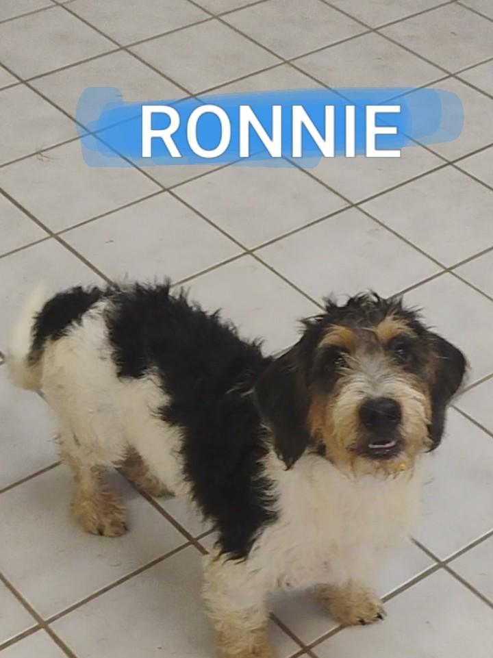 RONNIE, Adopted, Puppy Male Schnauzer.