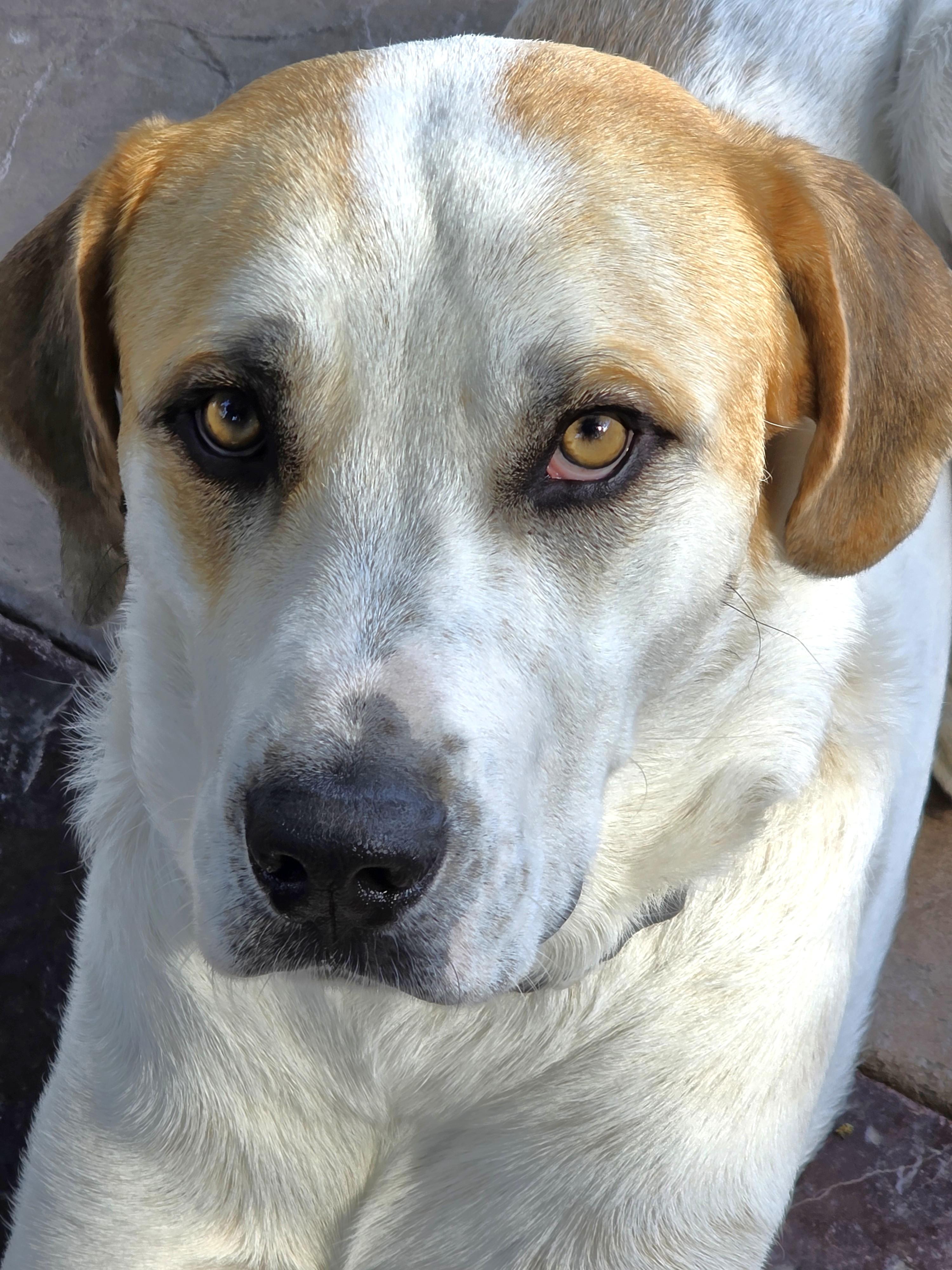 Enlarge Trapper, a ADOPTABLE mixed breed in Lisbon, IA image 1/6