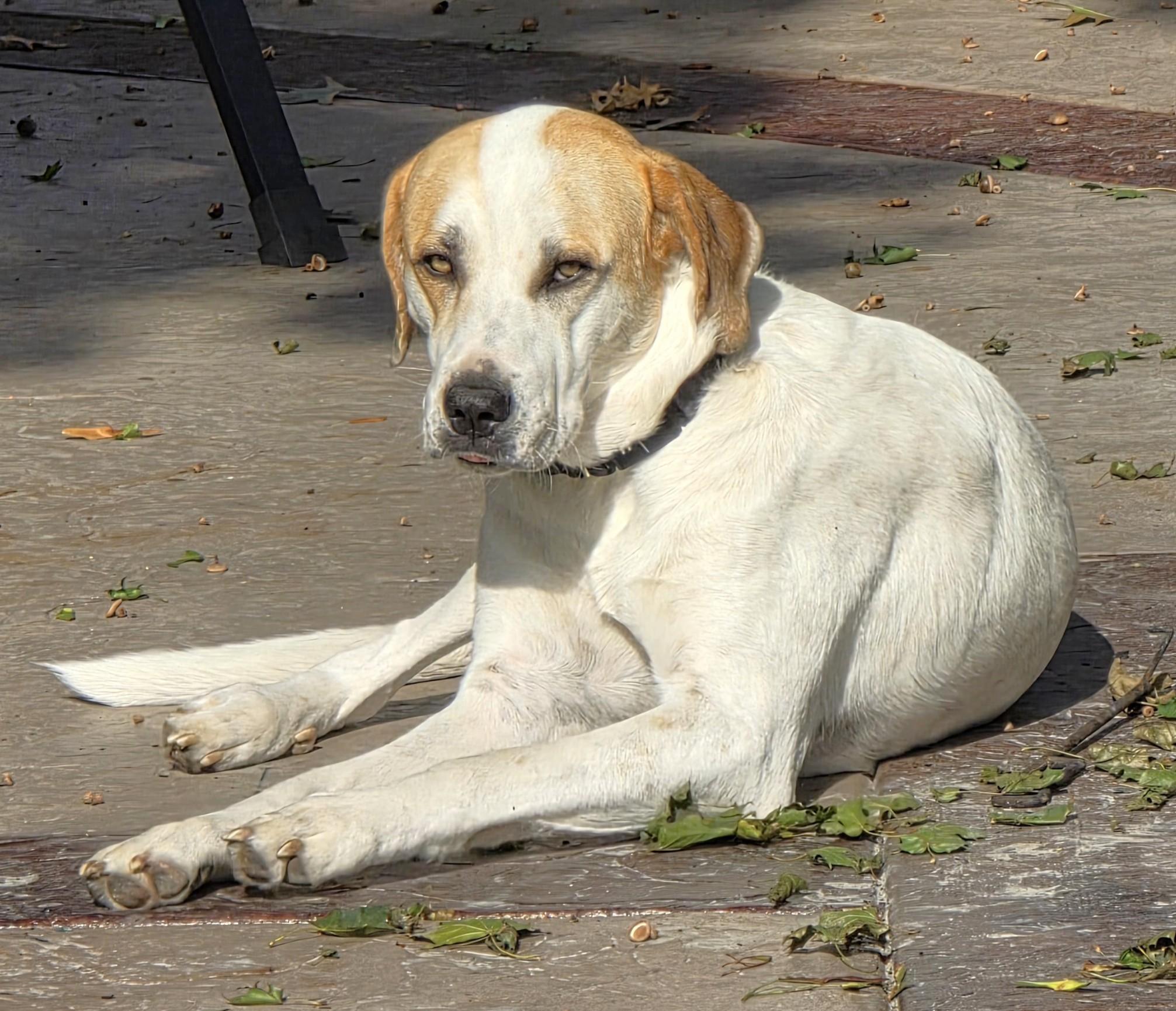 Enlarge Trapper, a ADOPTABLE mixed breed in Lisbon, IA image 2/6