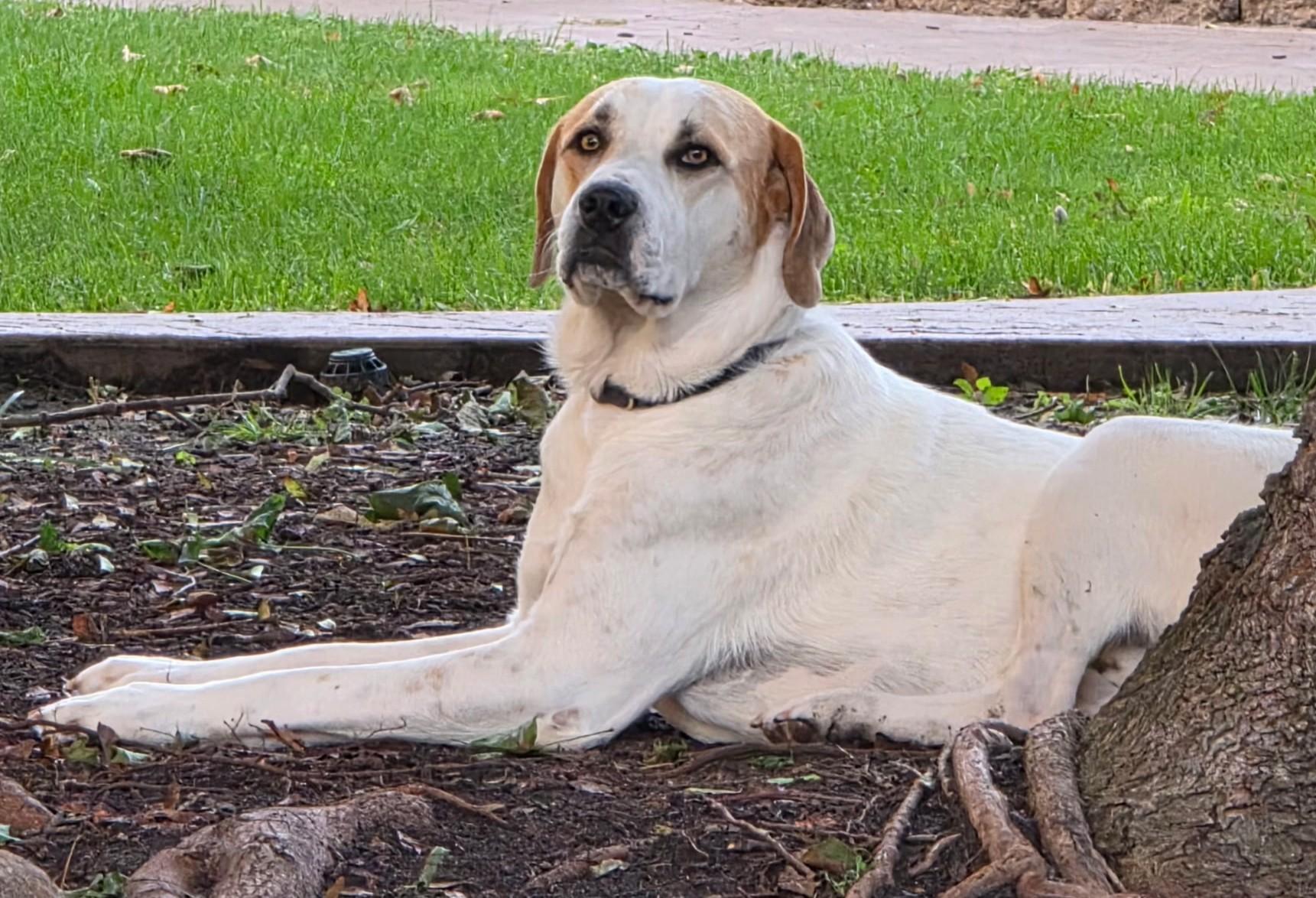 Enlarge Trapper, a ADOPTABLE mixed breed in Lisbon, IA image 3/6