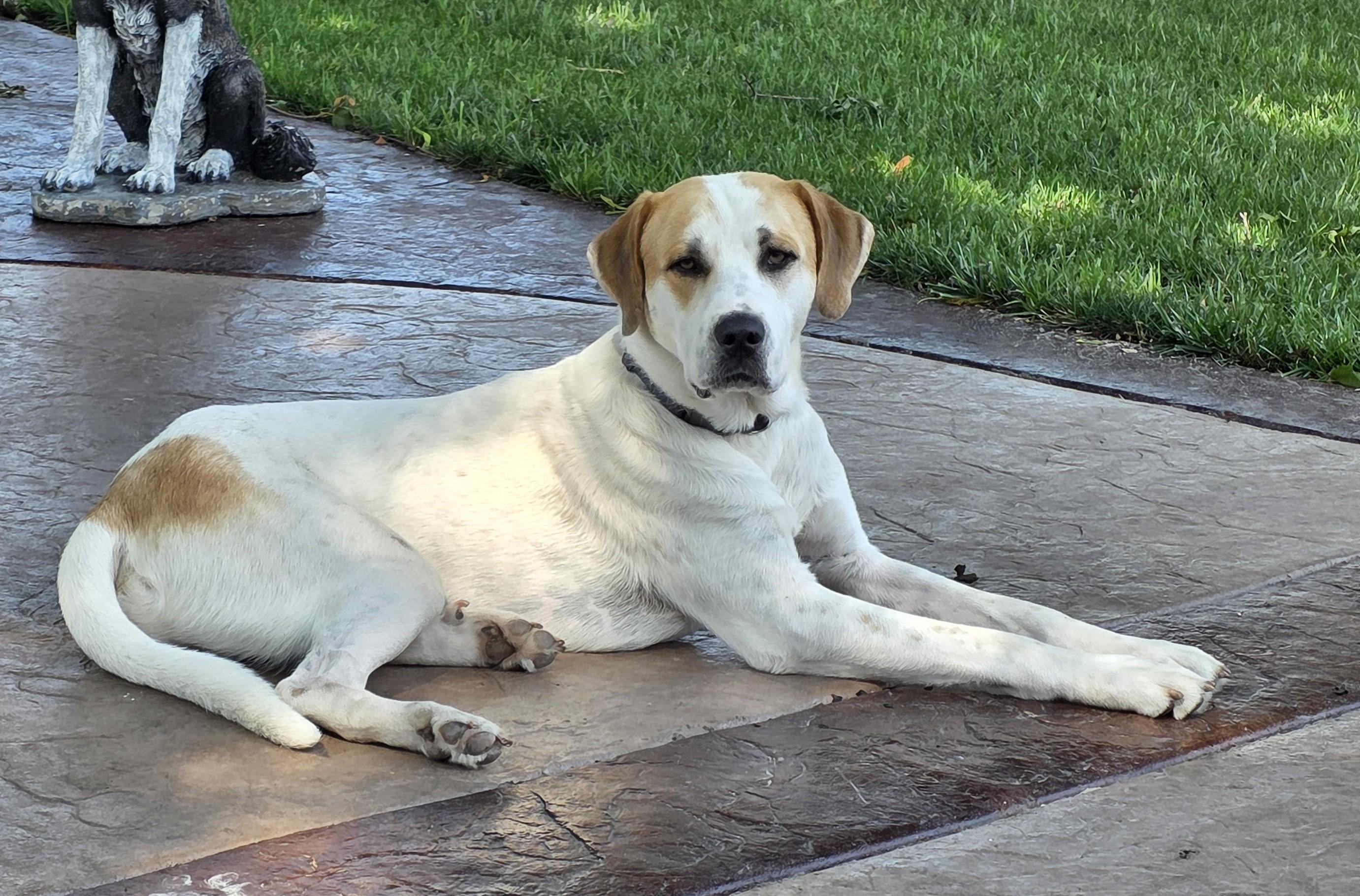 Enlarge Trapper, a ADOPTABLE mixed breed in Lisbon, IA image 4/6